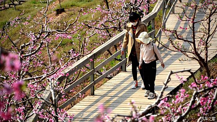 【圖】在那桃花盛開的地方---五一丹東寬甸河口桃花島遊記_遼寧論壇