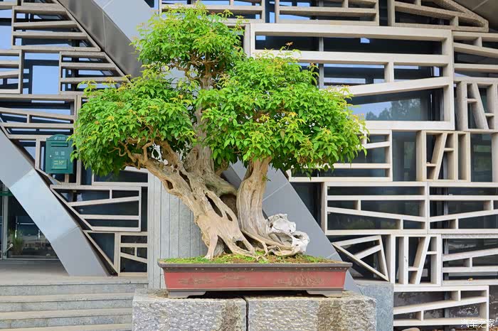 烈阳高照柳州鹿山公园秀美大自然