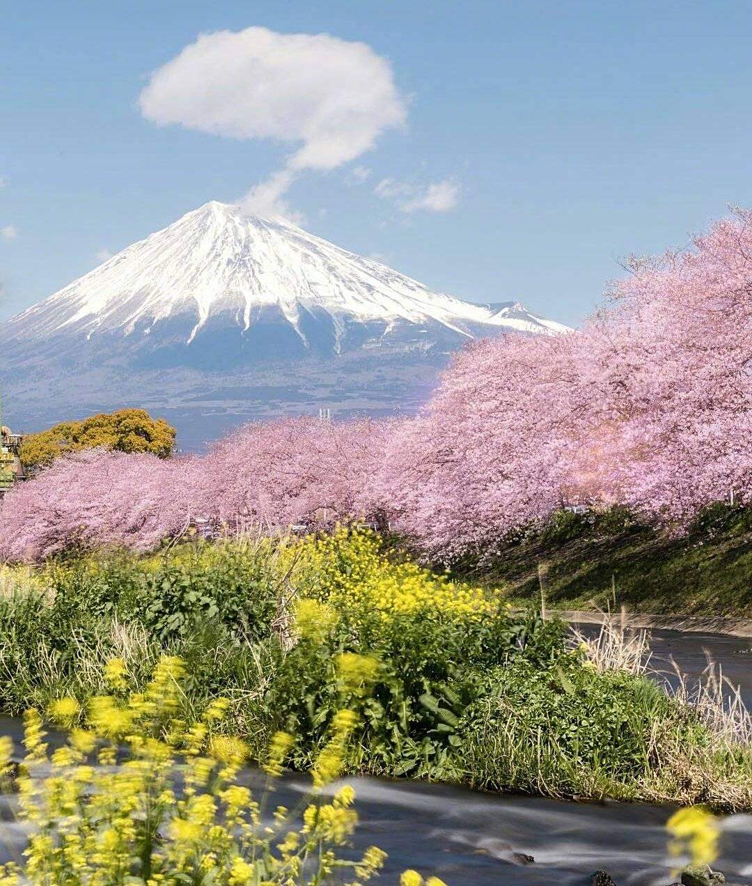 富士山下的樱花地点图片