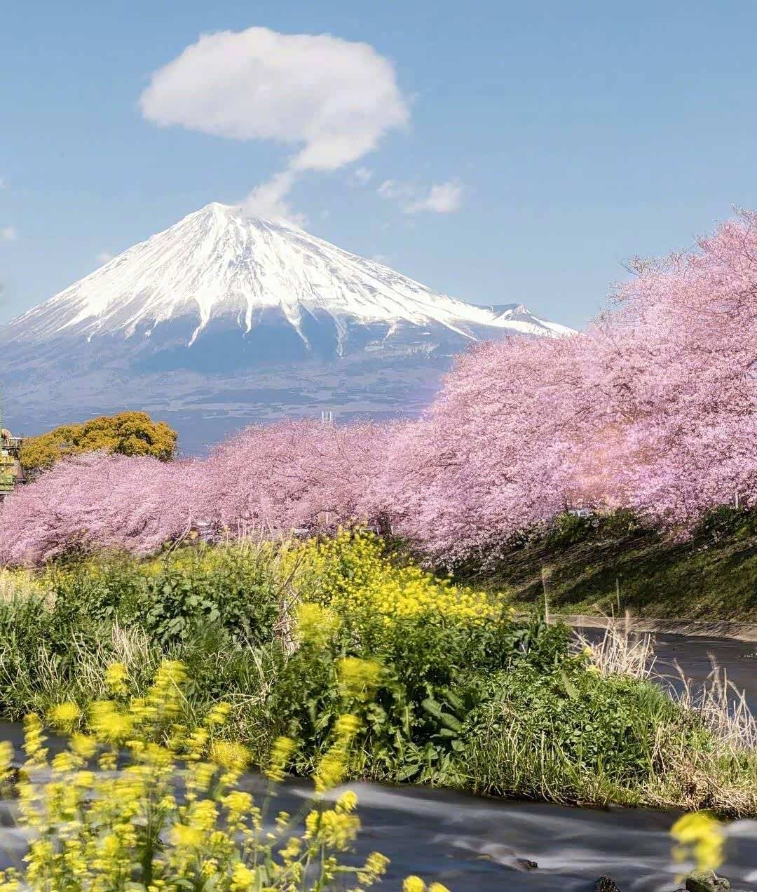 富士山下,樱花盛开,美的让人留恋!