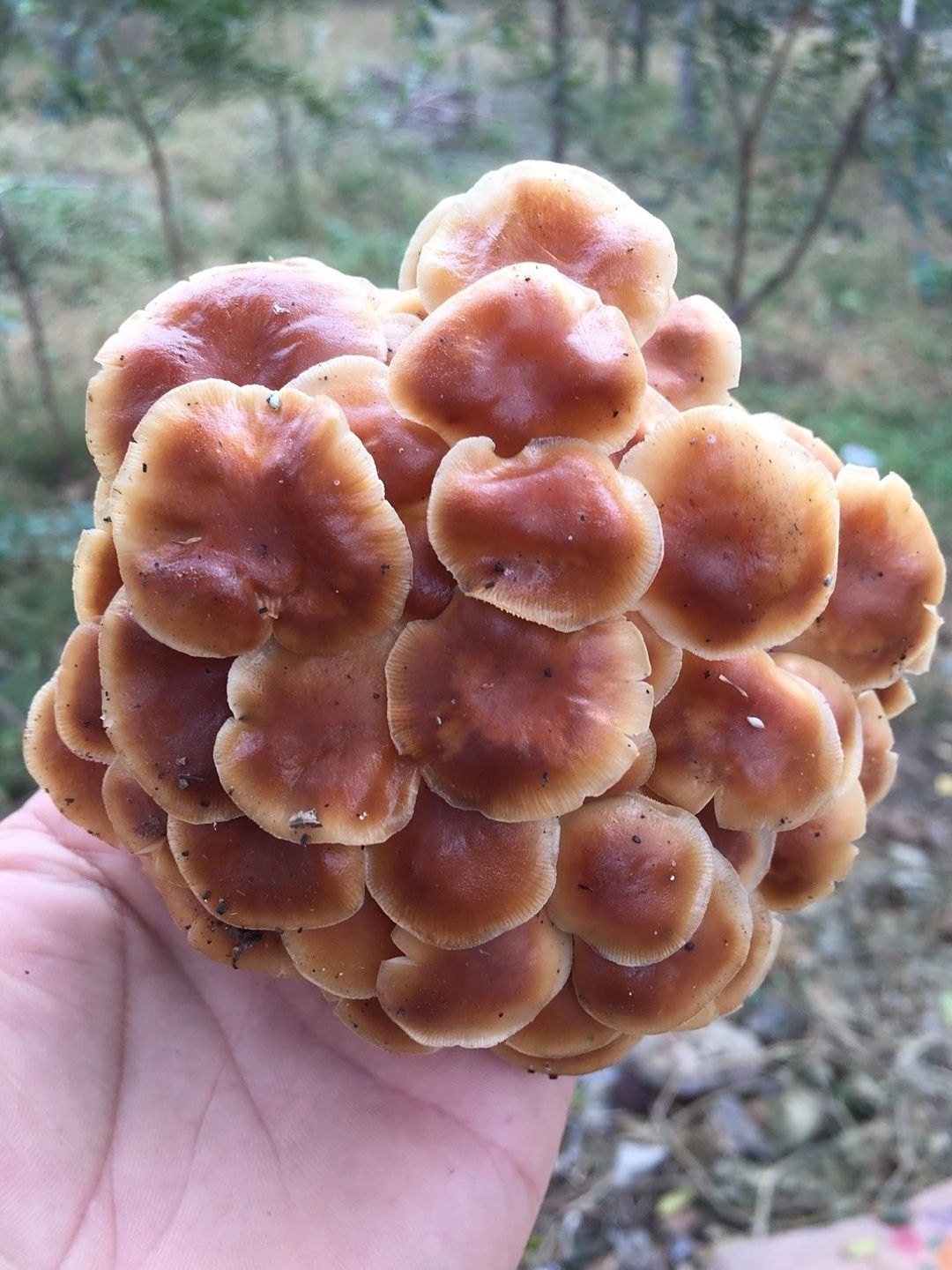 这种树蘑菇长的真不错太好看了