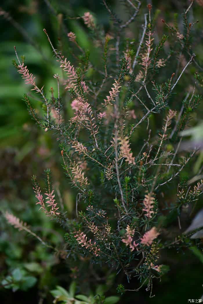 帚石楠,还是一小丛,没开花,杆子粉色的,也很好看!
