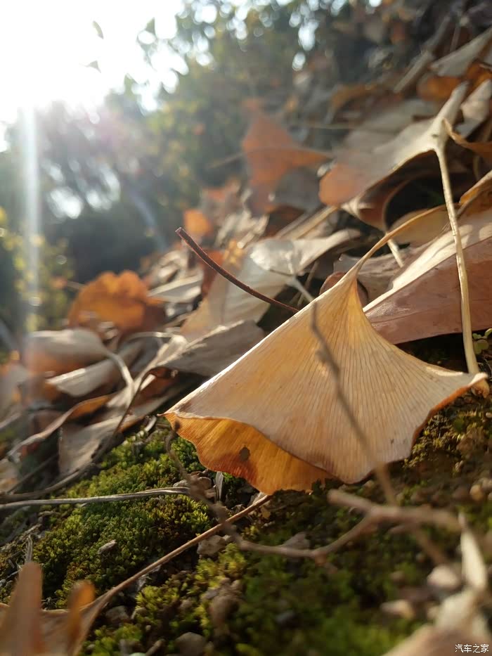 人车生活阳光午后漫步公园冬日阳光格外温暖