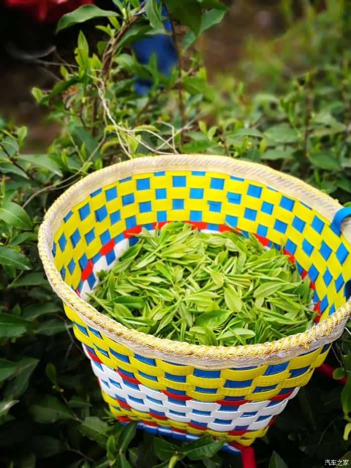 平武豆叩体验羌族特色——采茶.