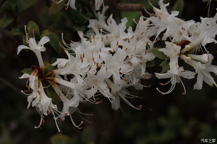 惊艳粤西屋脊上气质高贵的天仙花