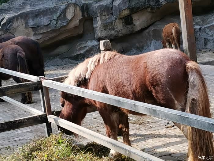 皓影自驾游温州景山动物园