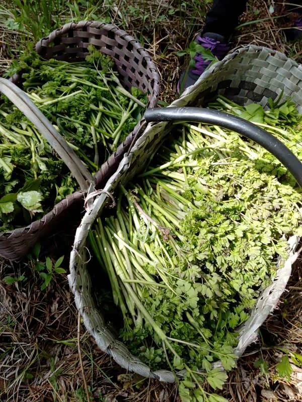 穿山采山菜 不一样的快乐周末