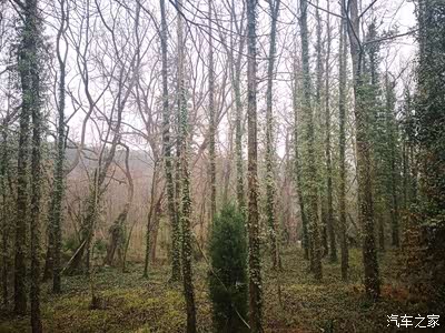 大片来袭~丛林探险记