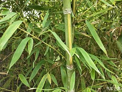 安吉竹博园之旅