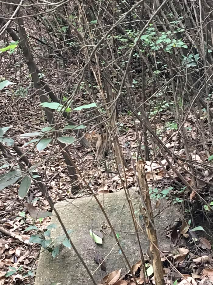 爬山看到一只山豹