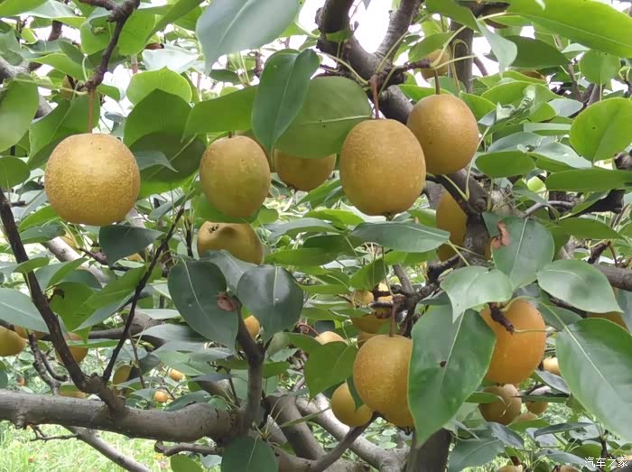 【图】贵州自驾游之遵义千果园假日酒店摘摘鲜果_自