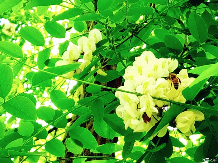 【大连cs75车友俱乐部732】槐花馨香扑鼻来