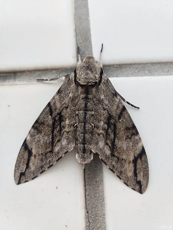 各位论坛大神有谁认识这只妖蛾子