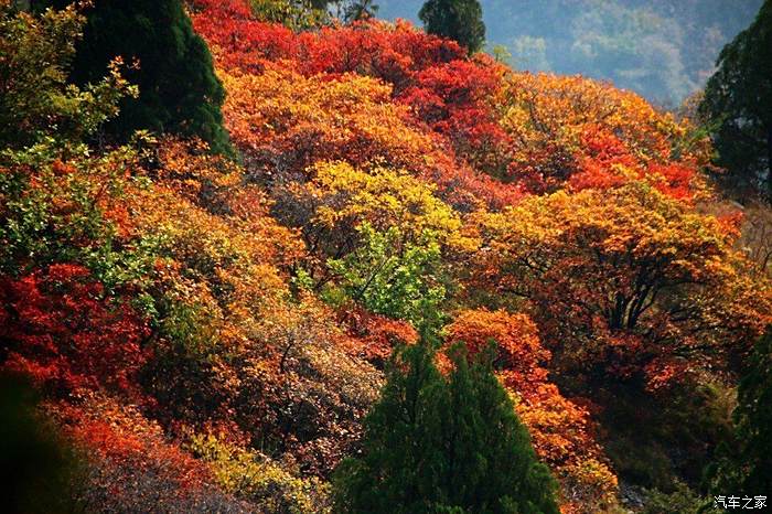 【石家庄长安车友会】仙台山红叶漫山遍野