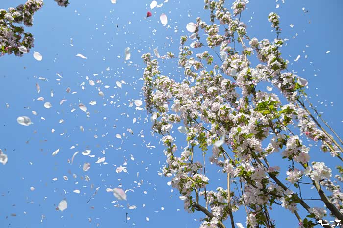 西府海棠的花瓣在风中纷飞