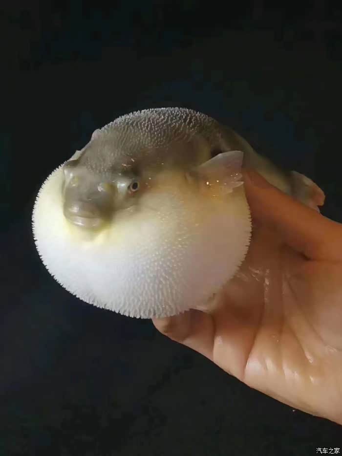 河豚鱼善食者品之