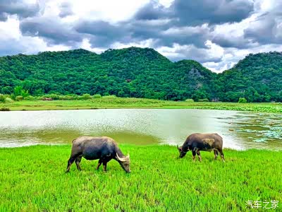 两头水牛悠闲的吃着草,悠哉的田园生活