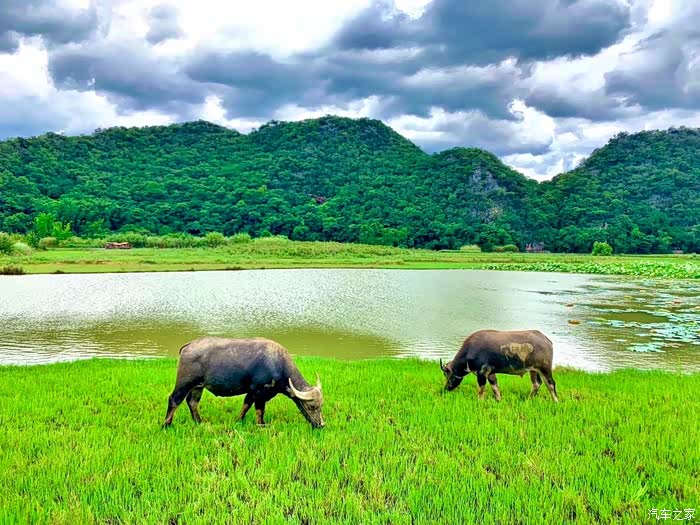 两头水牛悠闲吃着草,悠哉田园生活