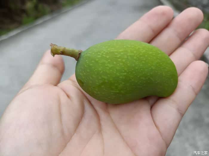 未成熟的小芒果一枚