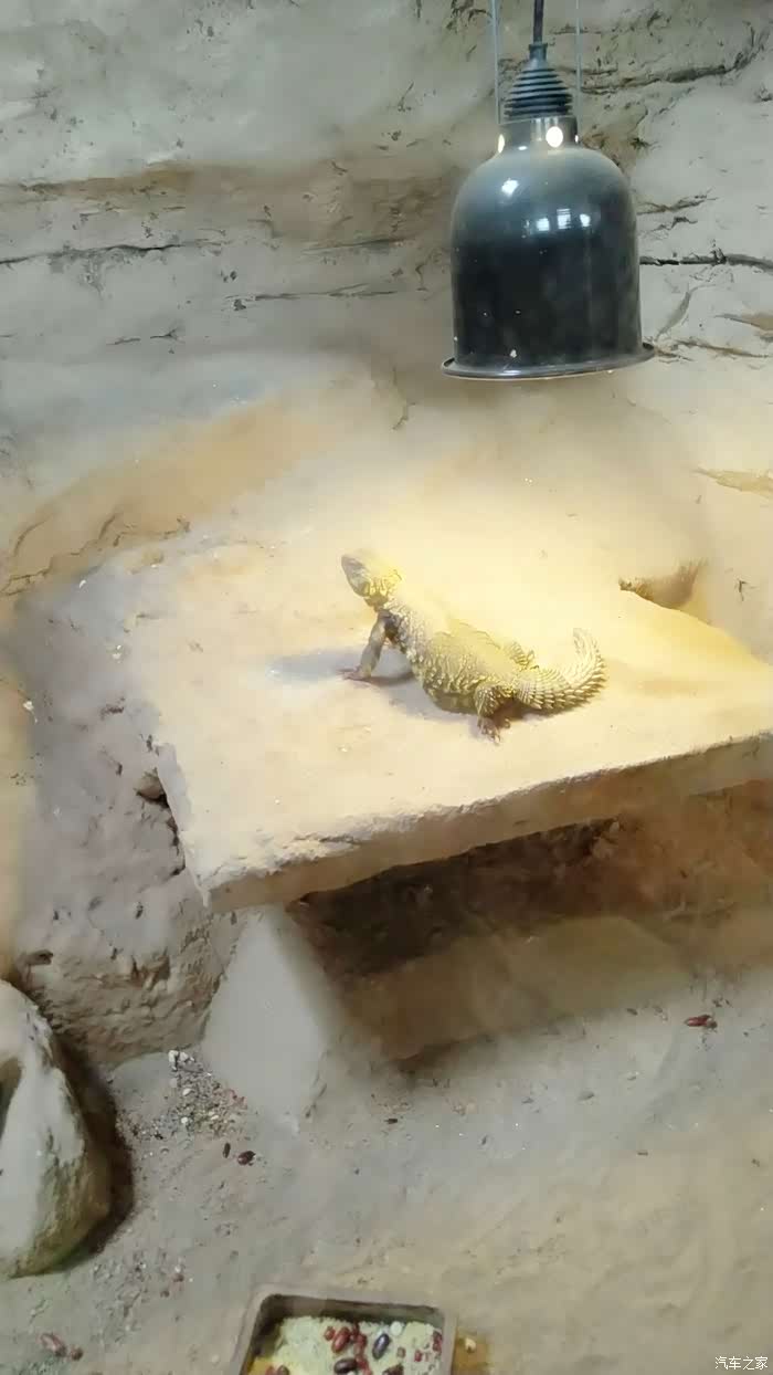 游记分享之两栖动物爬行馆