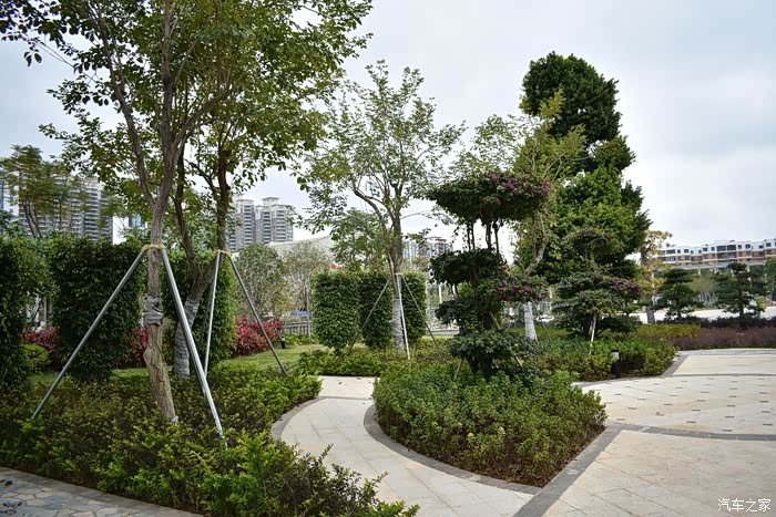 公园中的绿化树创意挺不错的,造型美观.