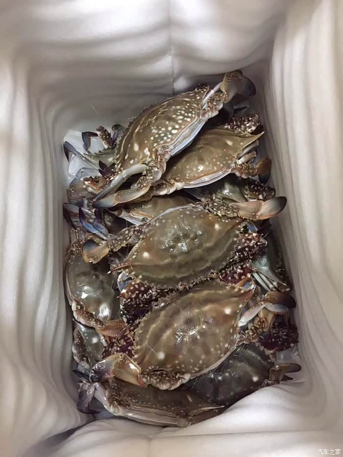 梭子蟹大年那就来一箱吧