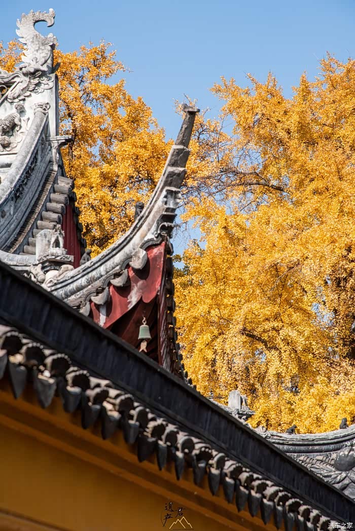 苏州定慧寺的古银杏树