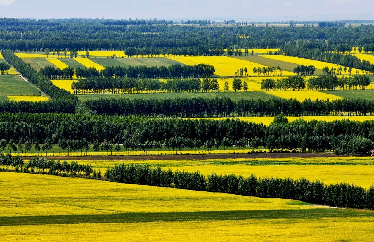 图 昭苏油菜花,昭苏,这里繁花似锦