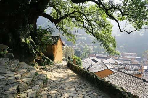 杨家塘村最惹人注目的就是村口的这颗500年历史的大树