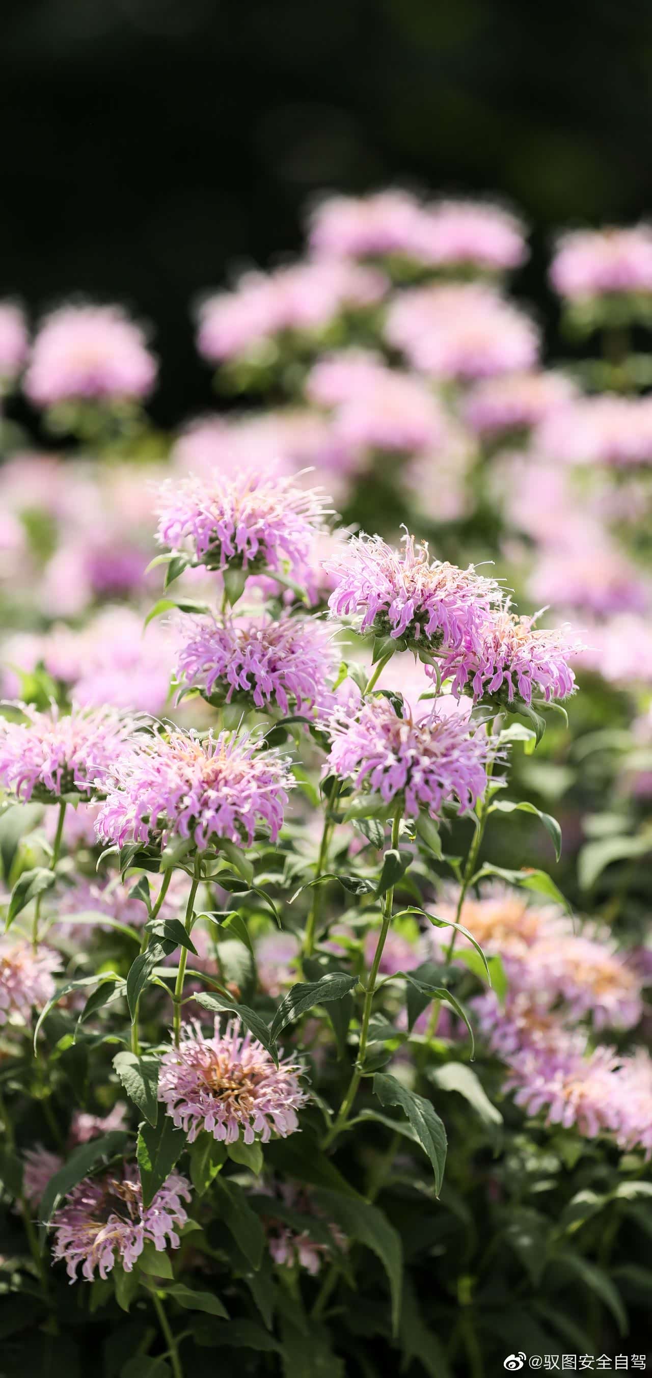 天坛公园美国薄荷花开