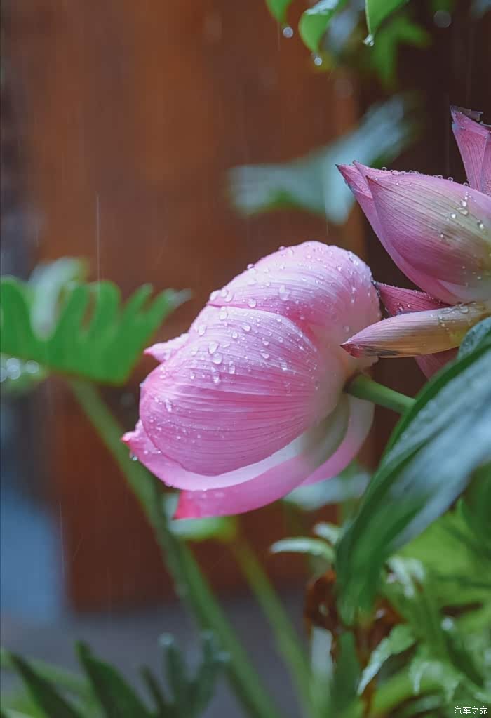 绿肥红瘦花雨晨怎一个美字了得