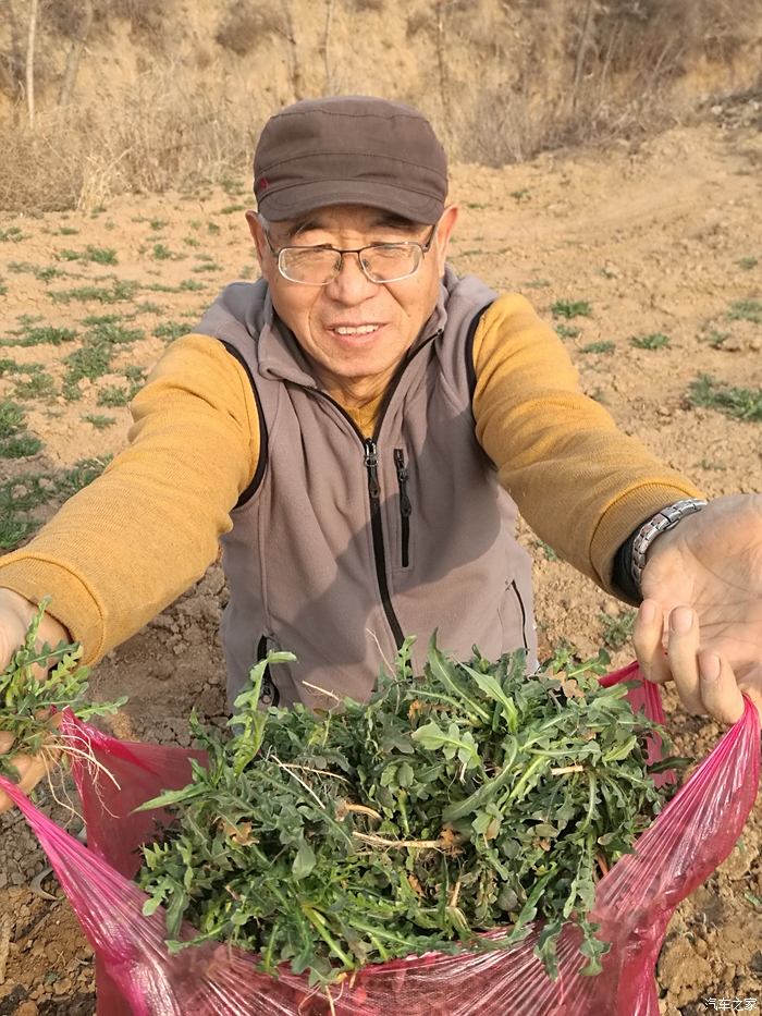 今天上山挖野菜