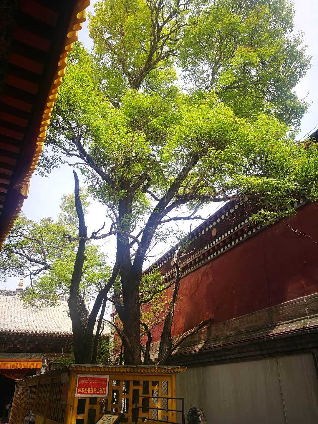 青海行游塔尔寺