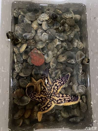 一大一小两只海星混迹在众多蛤蜊当中,泡一泡,吐吐沙子,好等晚上吃