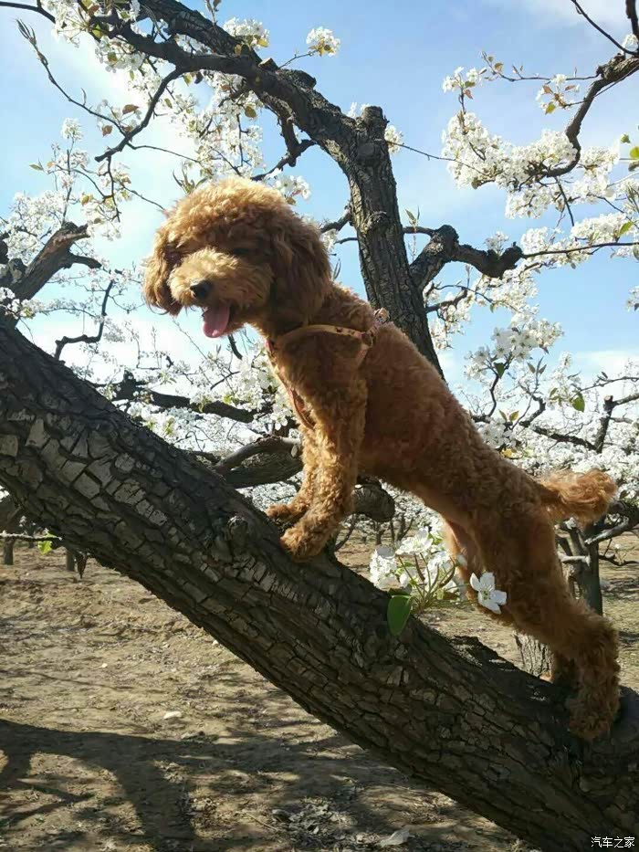 我家狗子也会爬树了
