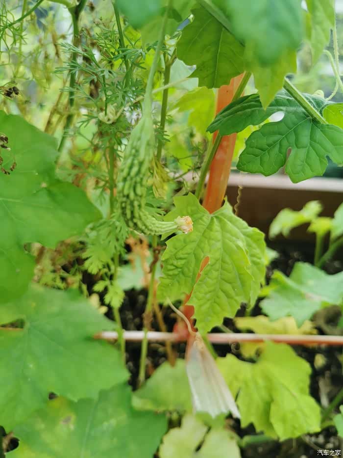 露台上种的苦瓜结果了