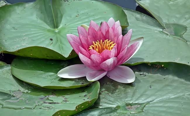 亭亭荷花水盈盈,娇滴滴,迎风颔首,无限美好