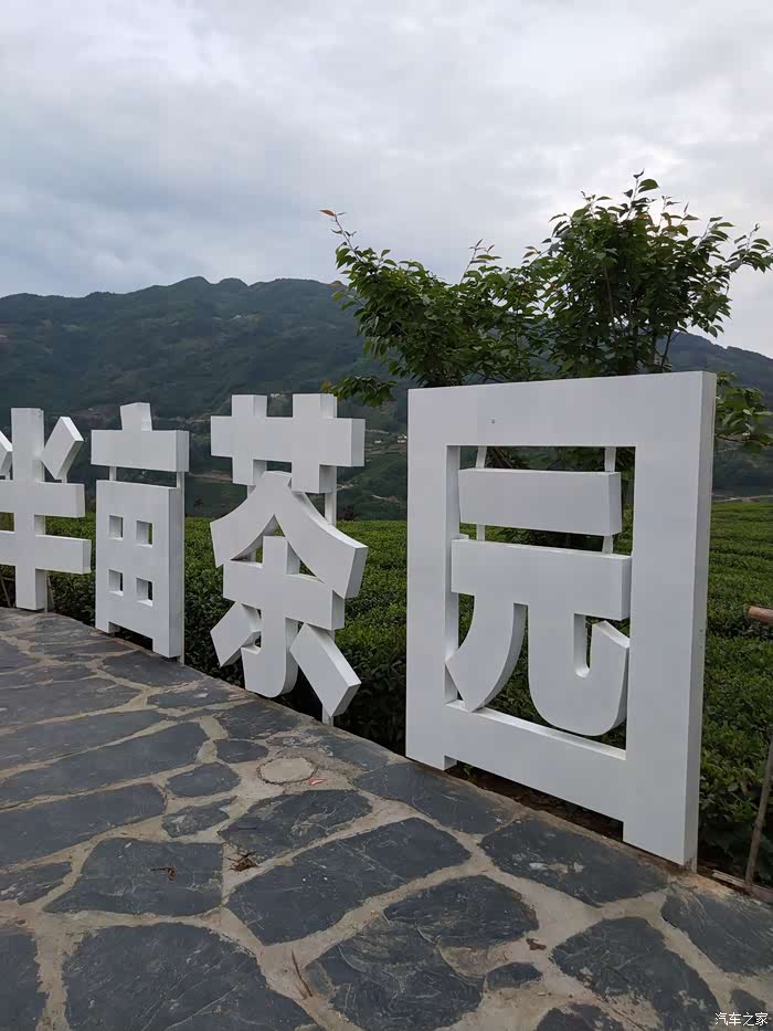 大越带上姑娘去采茶