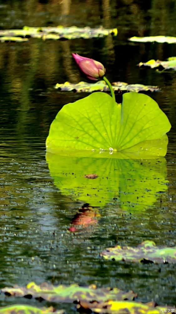 虽然个头小,但是,也是个大胸怀的大白