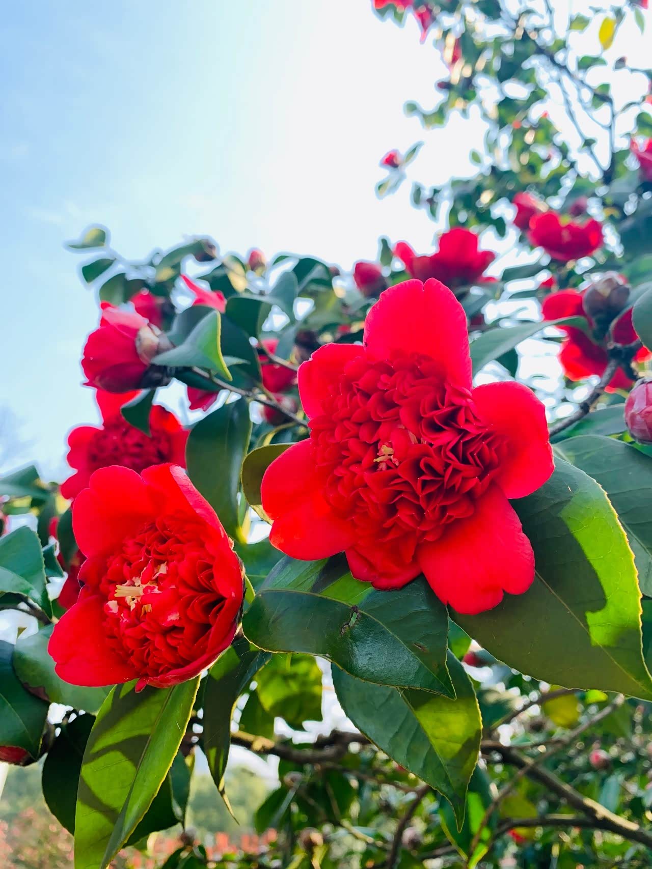 橘子洲头的山茶花太漂亮了.