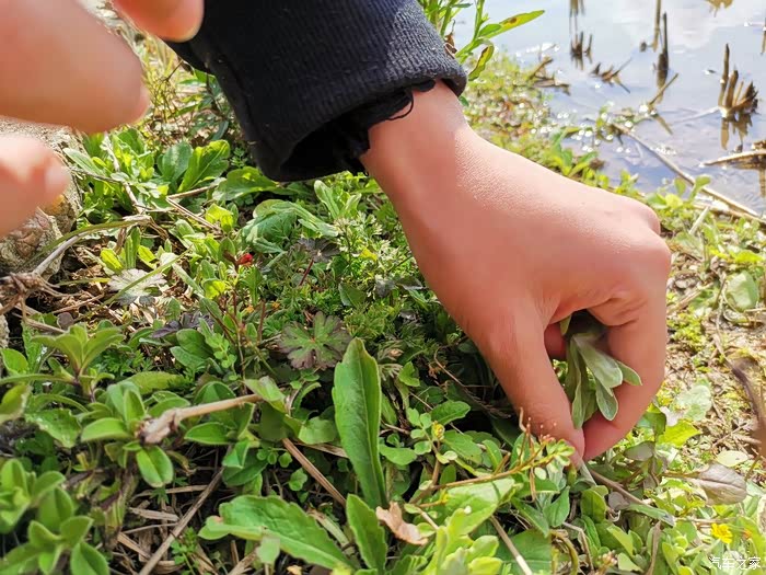 水牛菜来自大自然的美味