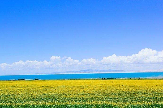 青海湖,到了一年中最美时刻,湛蓝的湖水,金黄的油菜花海