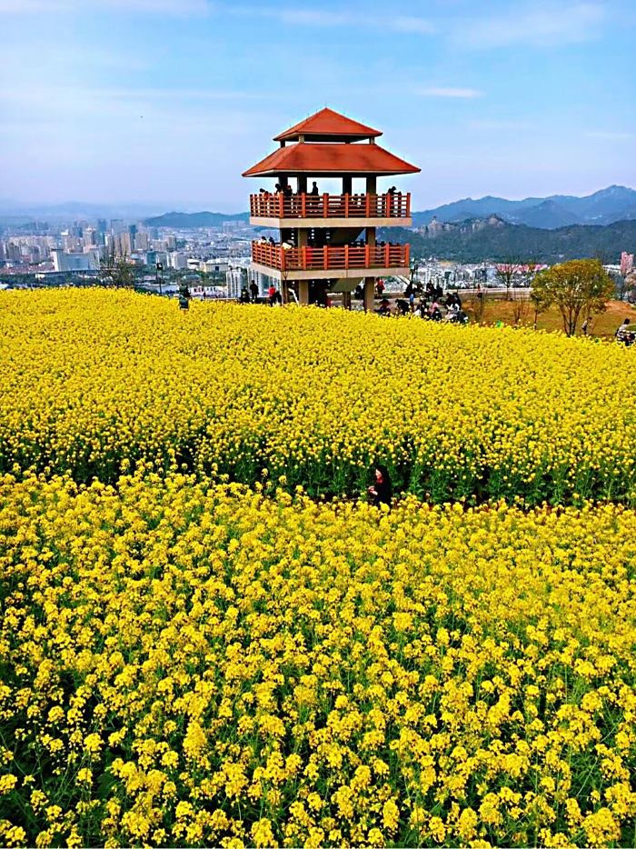 不負春光又是一年賞花季溫嶺油菜花