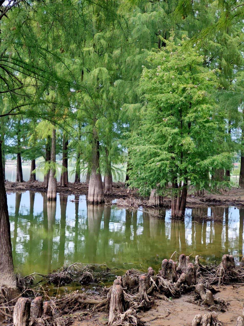 水中的森林美景风景独好