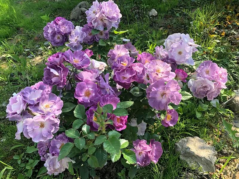 个人非常喜爱的一款半重瓣月季花蓝色梦想