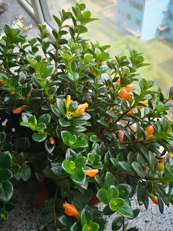 灯笼海棠棕黄色的小花开的很美丽