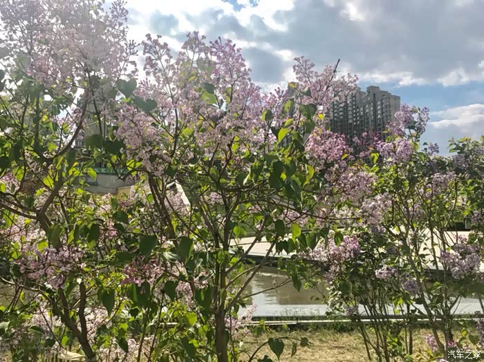 求精华卡卡女司机玩转关东古巷丁香公园