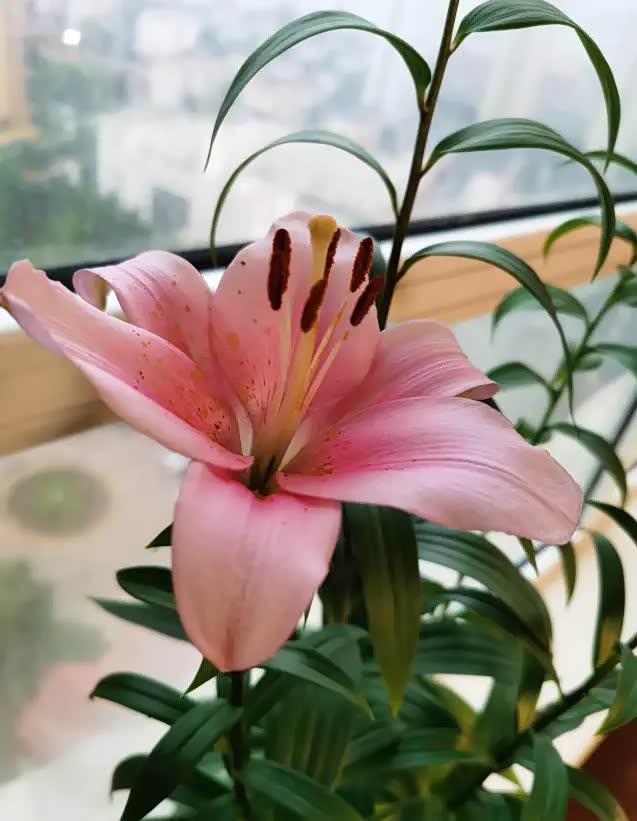 百合花洁白美丽花朵大花型美