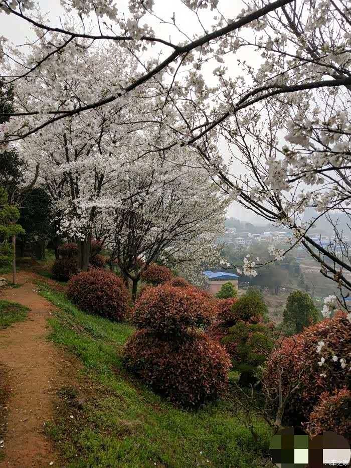 自驾游 -紫薇山