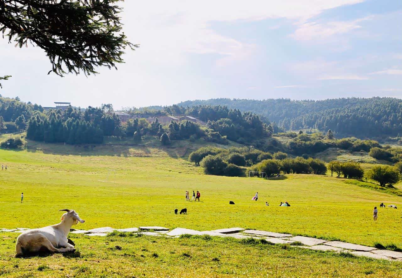 南国第一牧场——重庆仙女山大草原.